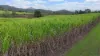 14 Pinnacle Station Road, Pinnacle, Qld 4741-Image