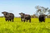 140 Southgate Ferry Road, Southgate, NSW 2460-Image