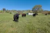 1407 Murray Valley Highway, Huon VIC 3695-Image