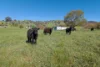 1407 Murray Valley Highway, Huon VIC 3695-Image