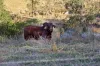 141 Sterling Rd, Kandanga Creek, Qld 4570-Image