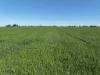14233 Riverina Highway, Berrigan, NSW 2712-Image