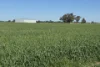 14233 Riverina Highway, Berrigan, NSW 2712-Image