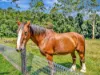 1445 Eastern Dorrigo Way, Lowanna, NSW 2450-Image