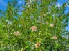 1445 Eastern Dorrigo Way, Lowanna, NSW 2450-Image