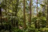 149 Johnsens Road, Dorrigo NSW 2453-Image