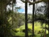 15 Old Millaa Road, Tarzali, Qld 4885-Image