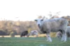151 Appleby Road, Northdown TAS 7307-Image