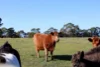 151 Appleby Road, Northdown TAS 7307-Image