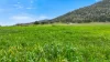 1519 Upper Moore Creek Road, Tamworth, NSW 2340-Image
