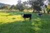 152 Smarts Road, Tumut, NSW 2720-Image