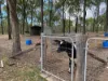 153 Nanango Brooklands Road, Nanango, Qld 4615-Image