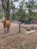 153 Nanango Brooklands Road, Nanango, Qld 4615-Image
