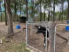 153, Nanango QLD 4615-Image