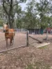 153, Nanango QLD 4615-Image
