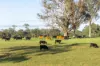 154 B Jersey Place, Cobargo, NSW 2550-Image