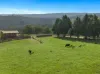 155 Beards Track, Shady Creek, Vic 3821-Image
