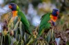 155 Mill Road, Woolamai, Vic 3995-Image