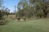 1550 Armidale Road, Temagog, NSW 2440-Image