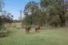 1550 Armidale Road, Temagog, NSW 2440-Image