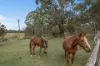1550 Armidale Road, Temagog, NSW 2440-Image