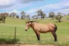 1553 Geegullalong Rd via, Young, NSW 2594-Image