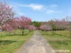 1557 Mid Western Highway, Evans Plains, NSW 2795-Image