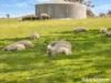 1557 Mid Western Highway, Evans Plains, NSW 2795-Image