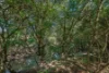 157 Jacks Road, Gloucester NSW 2422-Image