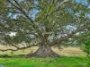 1577A Nowendoc Road, Mount George, NSW 2424-Image
