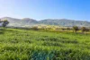 158 Cressfield Road, Scone, NSW 2337-Image