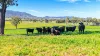 158 Cressfield Road, Scone, NSW 2337-Image