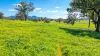 158 Cressfield Road, Scone, NSW 2337-Image