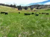 160 Carboor Upper Road, Carboor, Vic 3678-Image