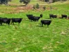 160 Carboor Upper Road, Carboor, Vic 3678-Image