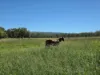 160 Rocky Gully Road, Crows Nest QLD 4355-Image