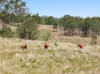 160 Rocky Gully Road, Crows Nest QLD 4355-Image