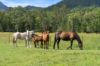 160, Upper Crystal Creek NSW 2484-Image