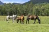 160 Upper Crystal Creek Road, Upper Crystal Creek, NSW 2484-Image