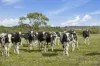 1600 Williams Road, Simpson, Vic 3266-Image