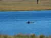 165 Harveys Road, Oberon, NSW 2787-Image