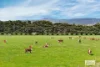 166 Anderson Road, Newham, Vic 3442-Image