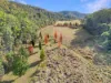 167 Craft Road, Wollombi, NSW 2325-Image