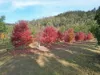 167 Craft Road, Wollombi, NSW 2325-Image