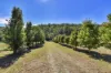 167 Craft Road, Wollombi, NSW 2325-Image