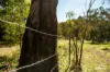 167 Dollar Bill Drive, Swanfels, Qld 4371-Image