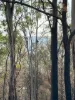167 Ogilvie Drive, Tabulam, NSW 2469-Image