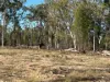167  Waratah Drive, Millmerran Downs, Qld 4357-Image