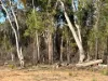167  Waratah Drive, Millmerran Downs, Qld 4357-Image