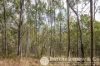 168 Spicers Gap Road, Clumber, Qld 4309-Image